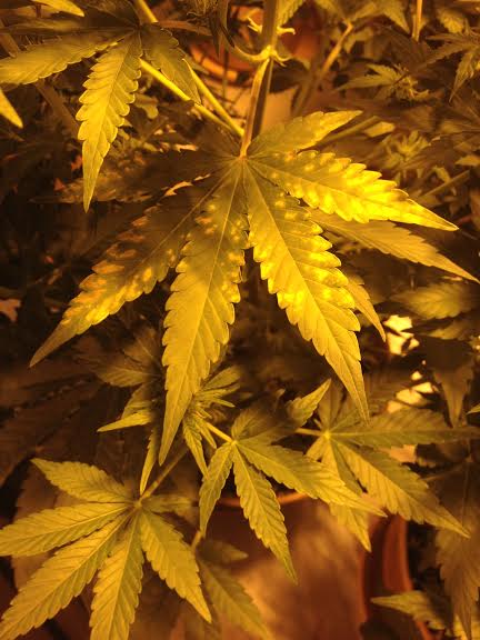 Sativa probjpg