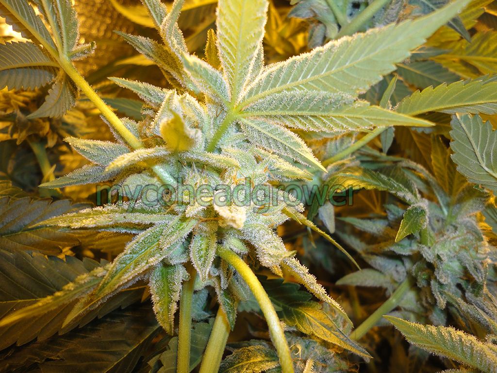 Sb3 04