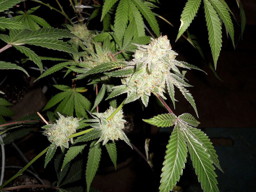 Sb3 09