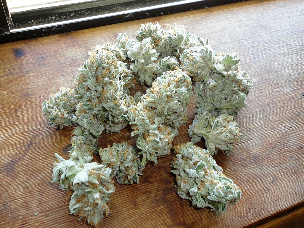 Sb3budshot04