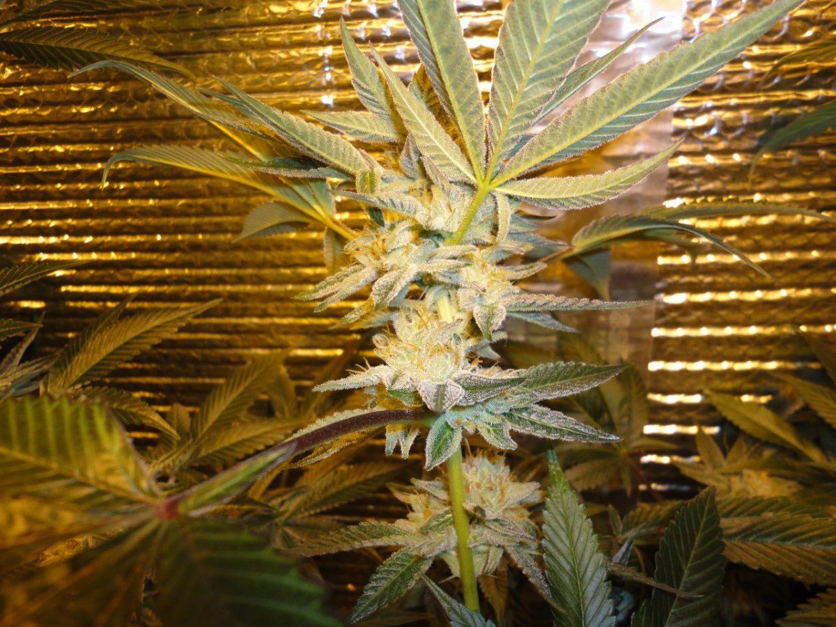 Sb3g