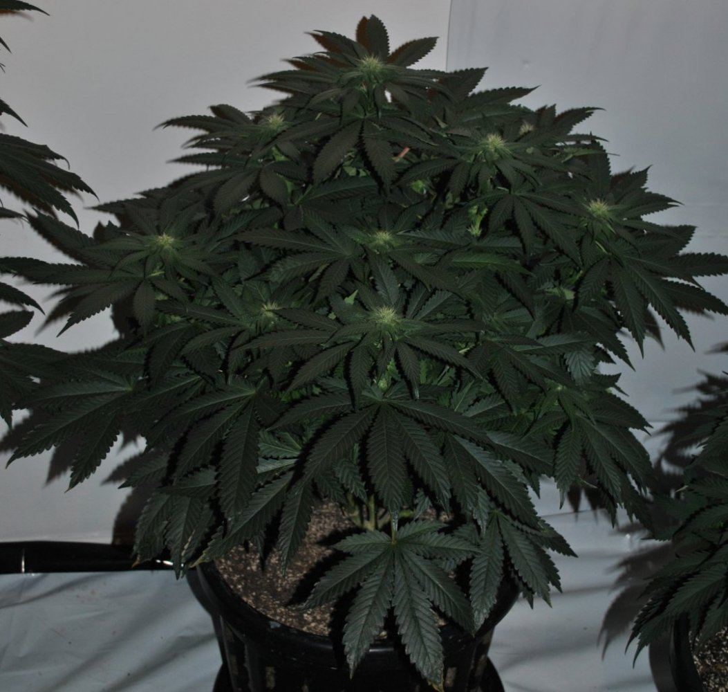 SB FLOWER 6 25 14 1