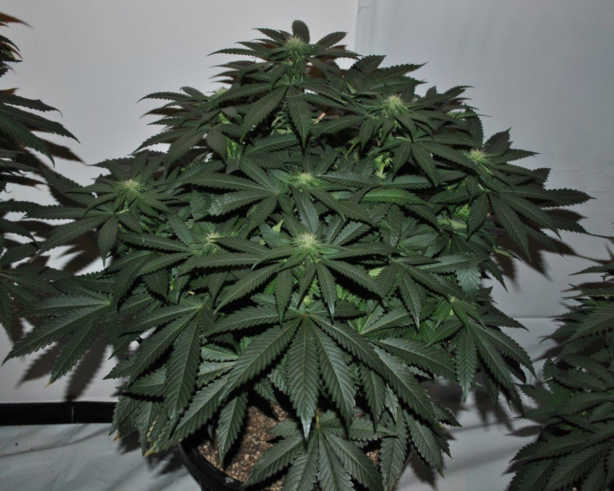 SB FLOWER 6 25 14 2