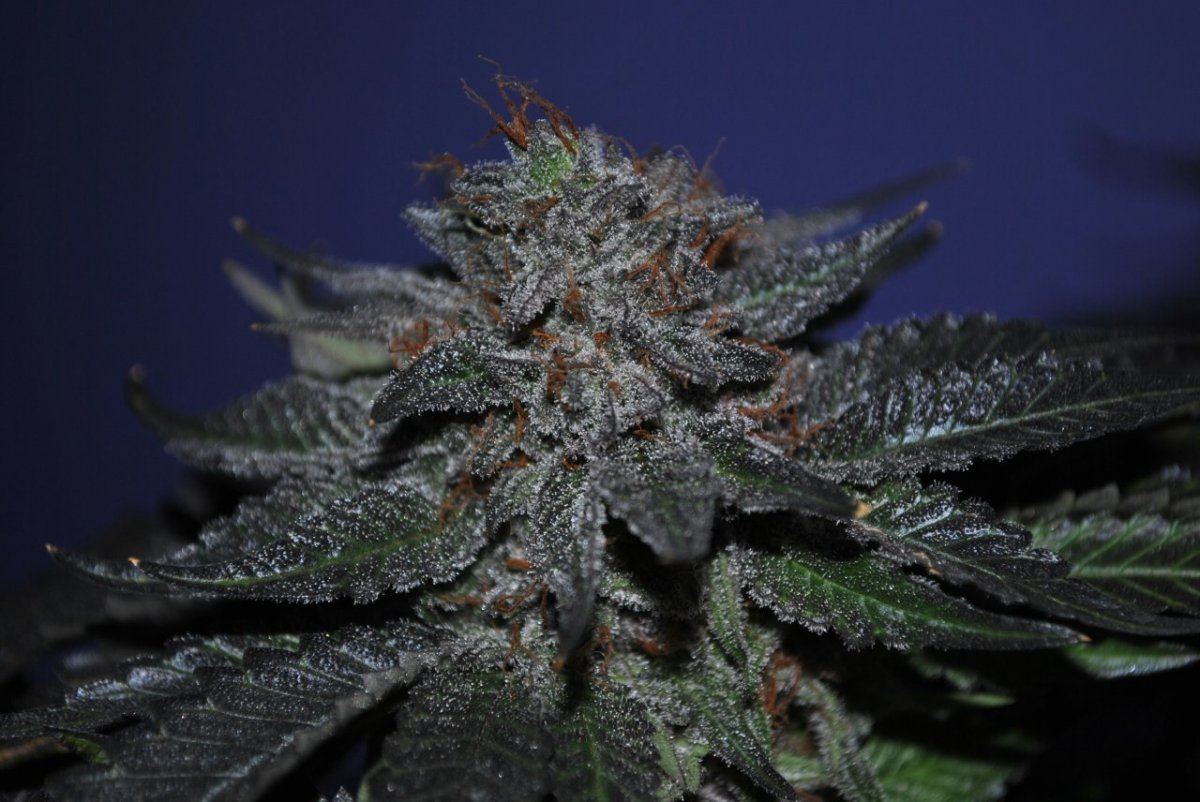 SB FLOWER 8 6 14 2