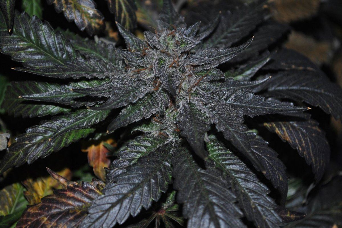 SB FLOWER 8 6 14 3