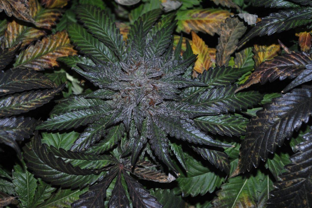 SB FLOWER 8 6 14 5