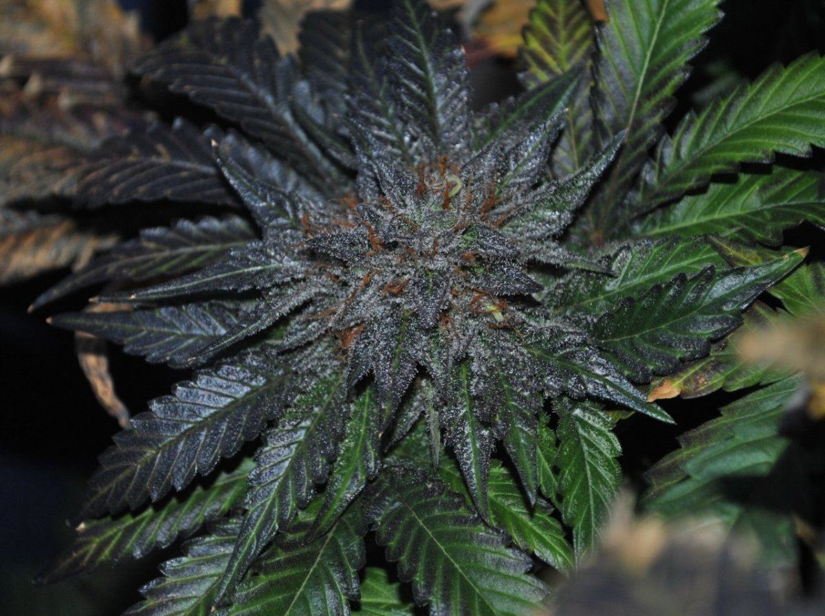 SB FLOWER 8 6 14 7