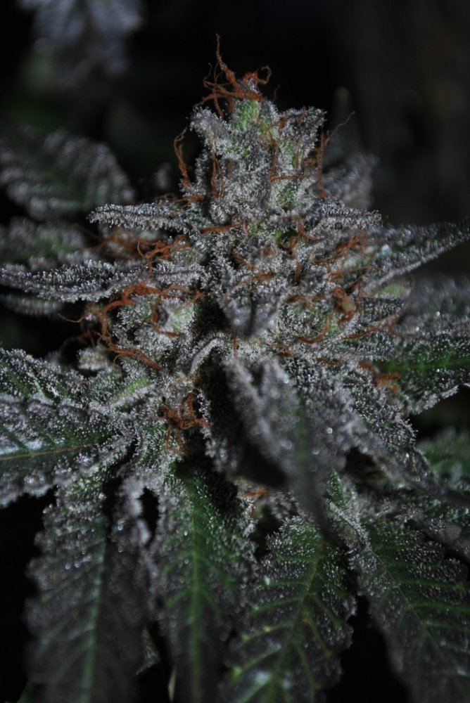 SB FLOWER 8 6 14 9