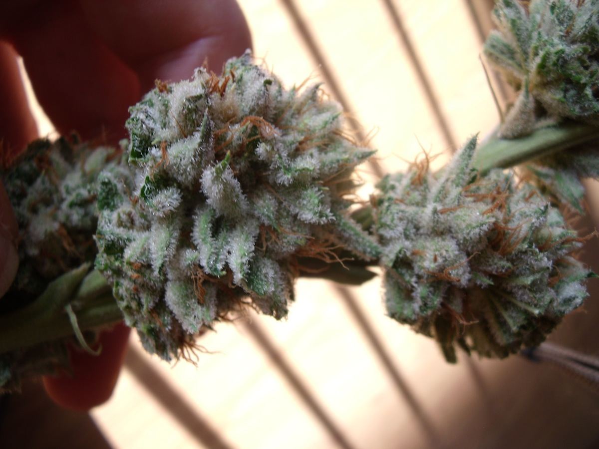 Sb harvest1