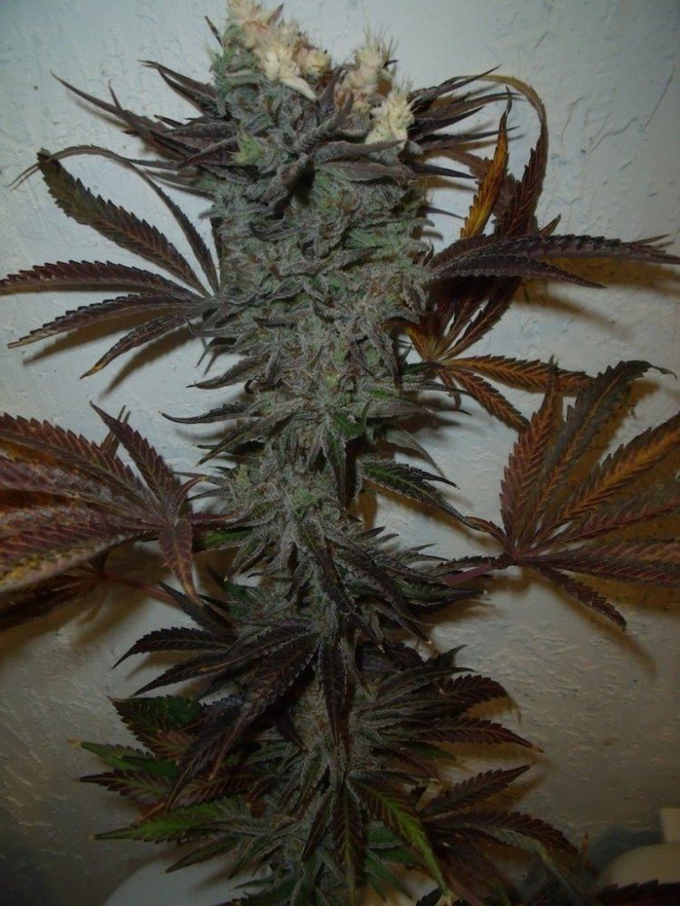 Sb harvest4