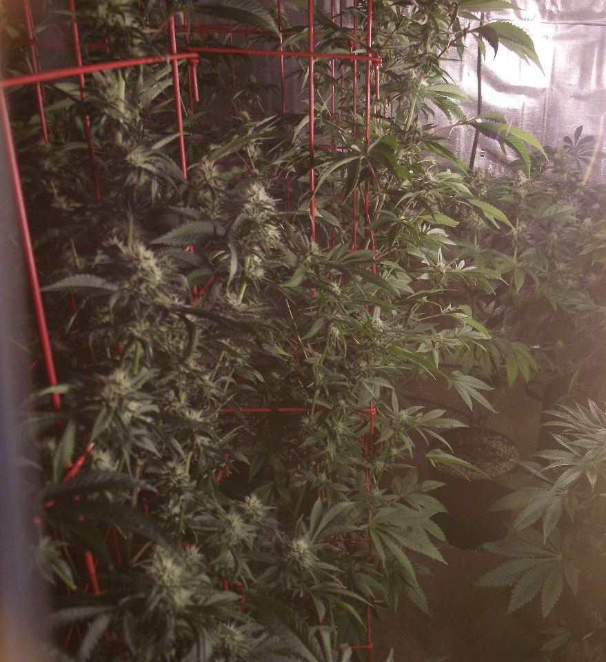 SB1