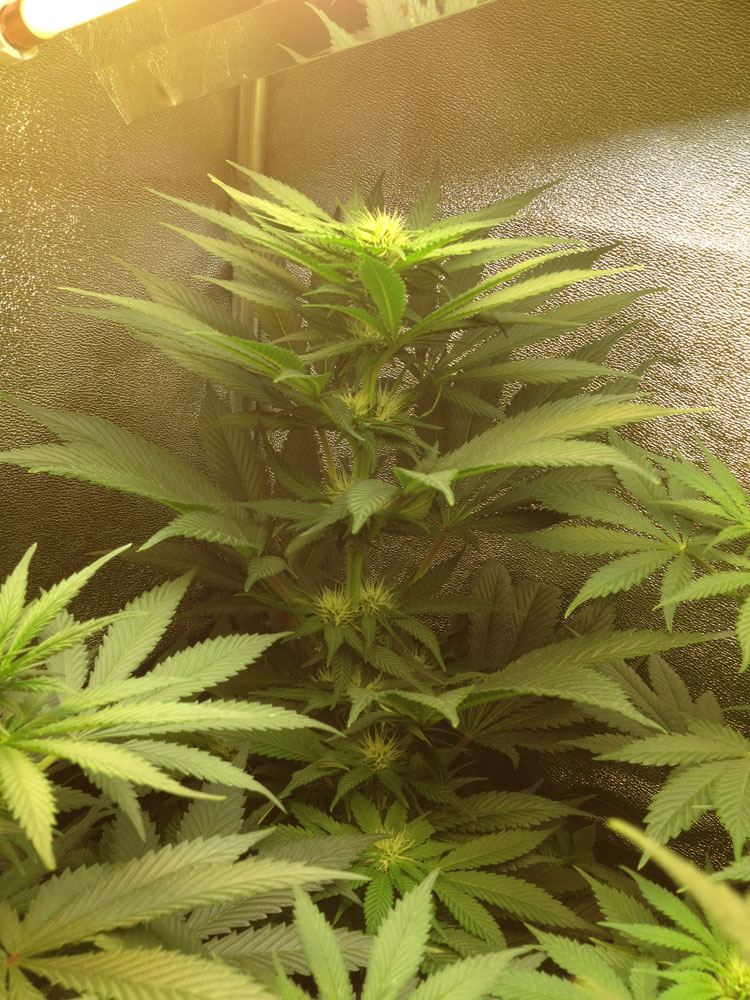 SB1