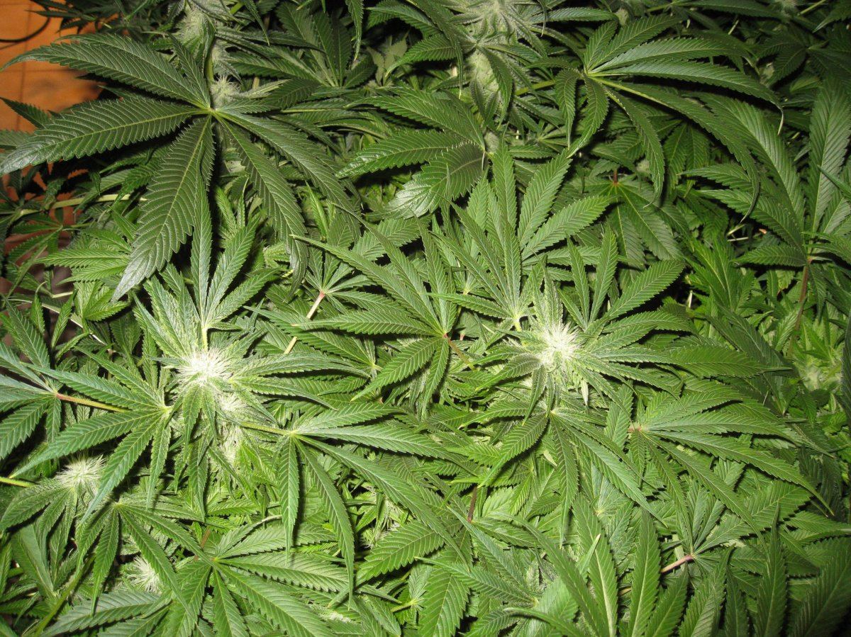 SB1