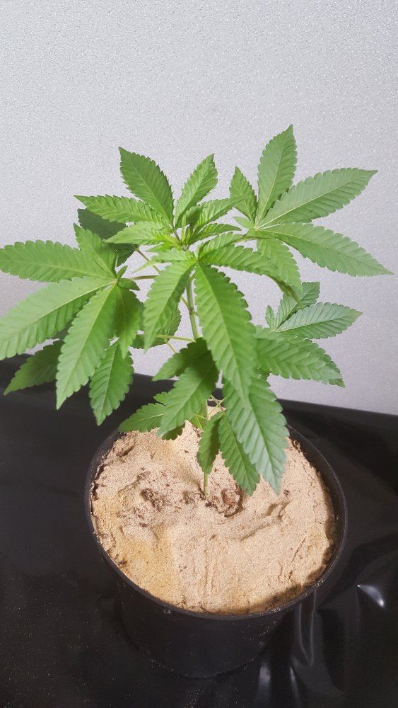 SB1