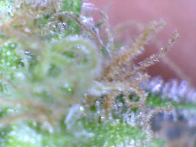 Sb1a