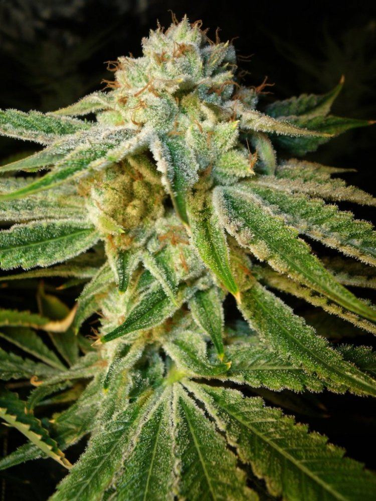 Sb38 day 50