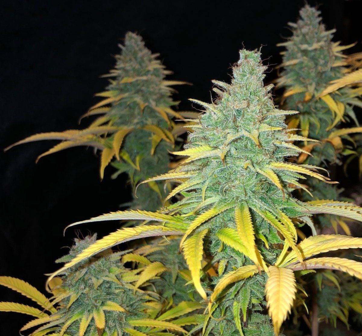 SB3bud1