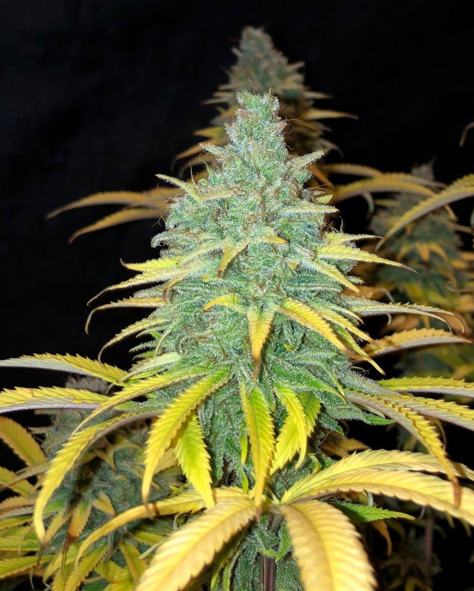 SB3bud2