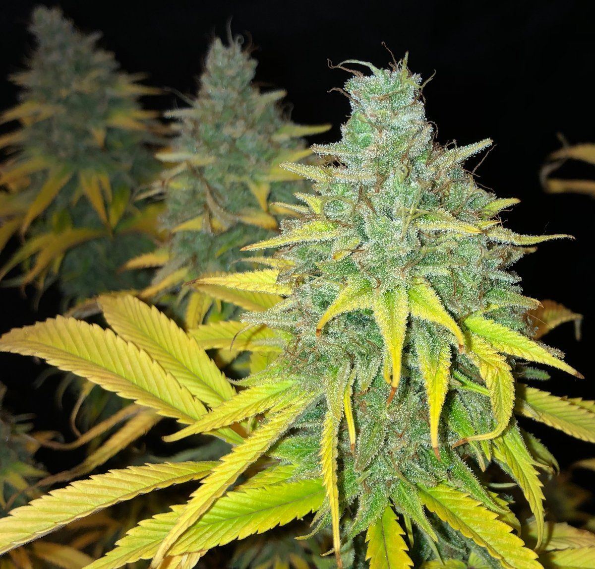 SB3bud3