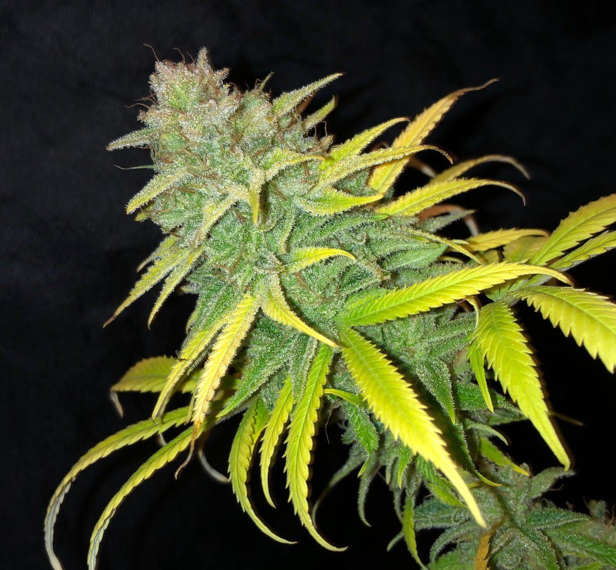 SB3bud4