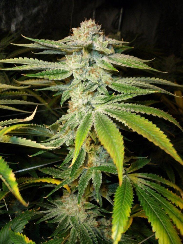Sb40 day53