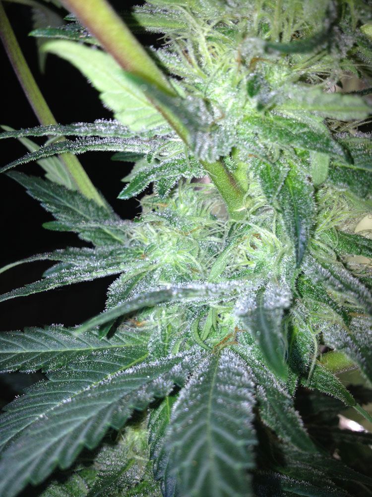 SB Frost1