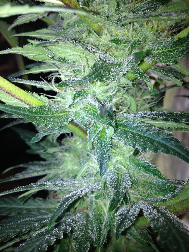 SB Frost2