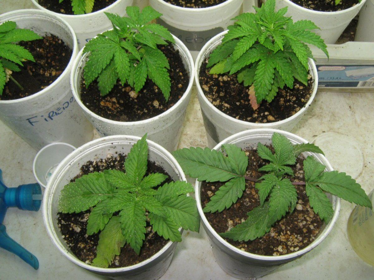 SBseedlings