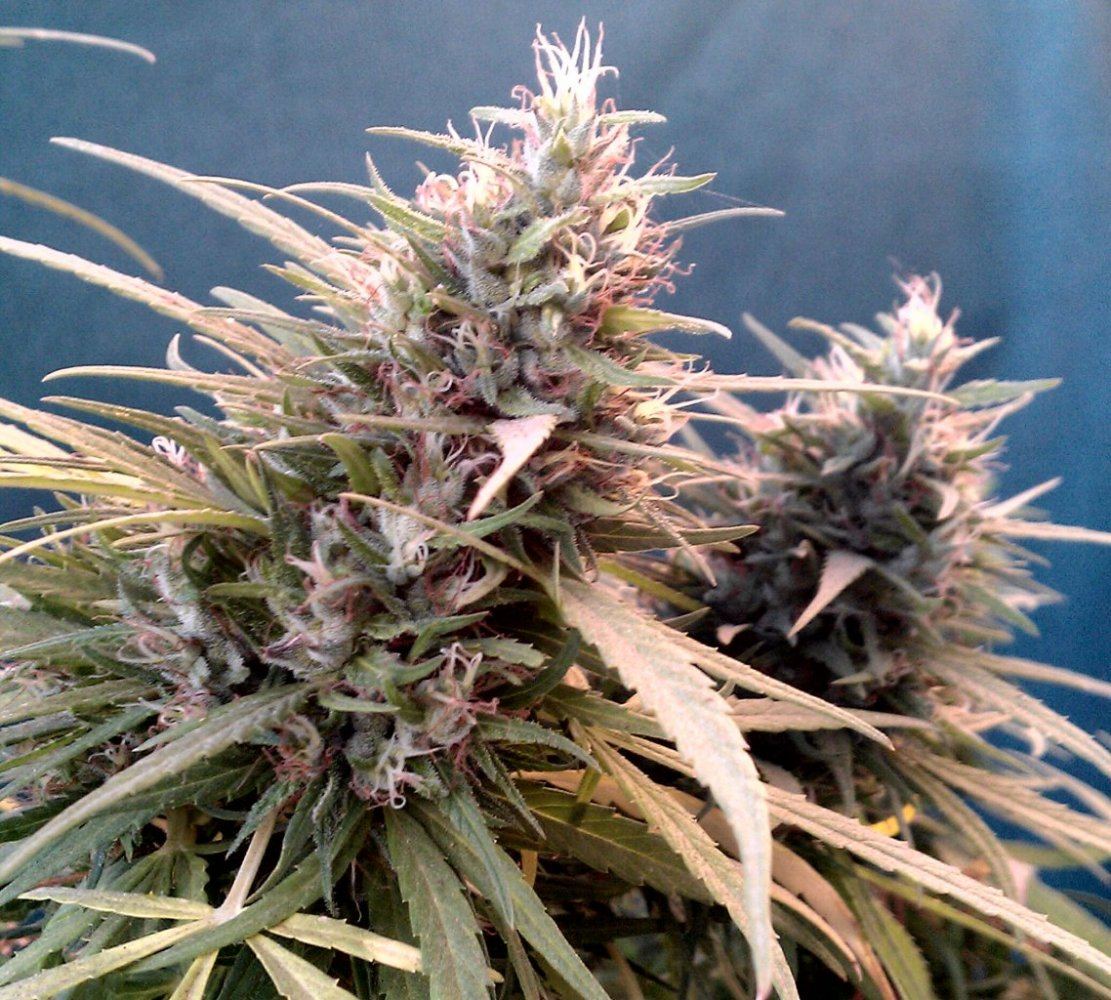 SC  12 weeks