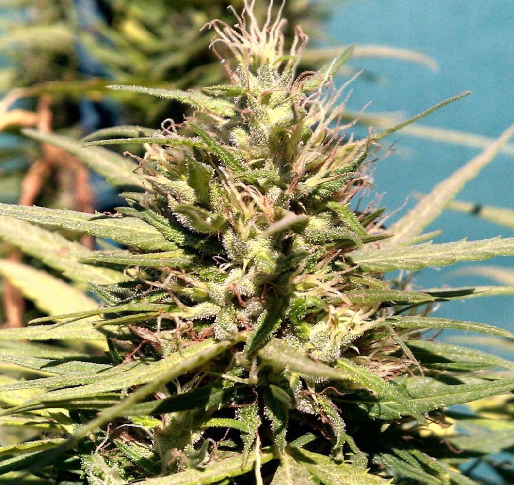 SC cu  77 days