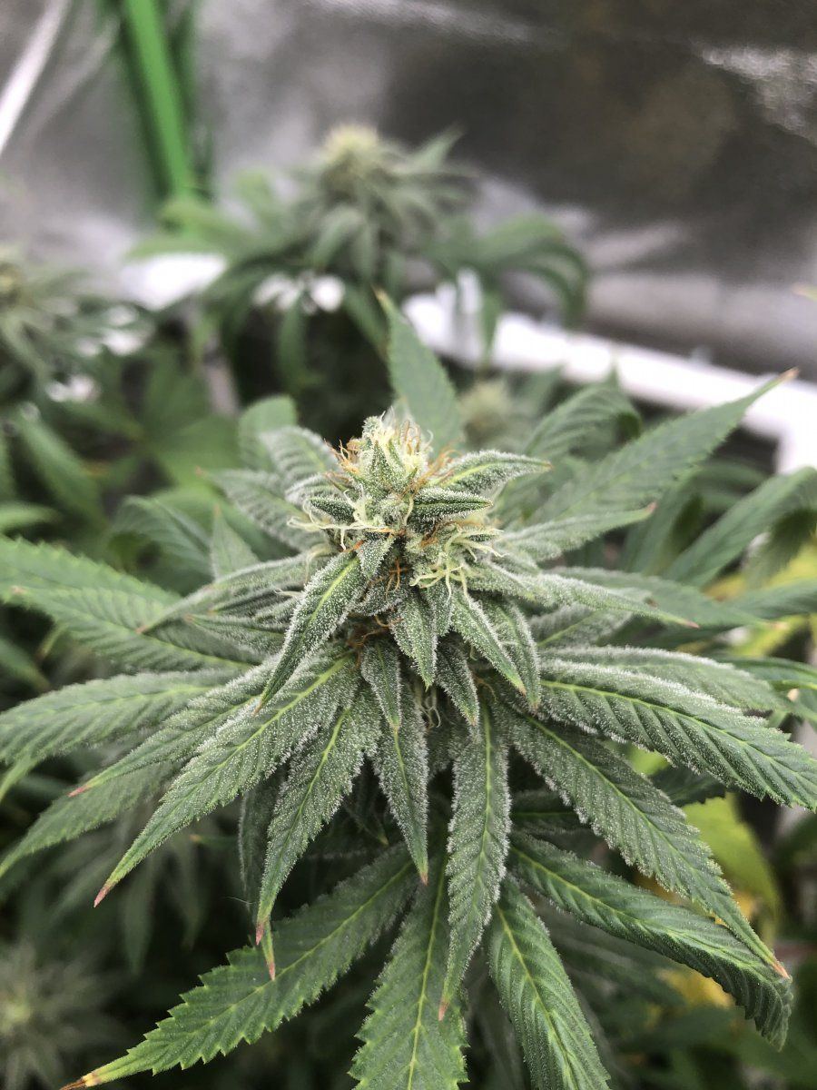 Sc close up week 6 2