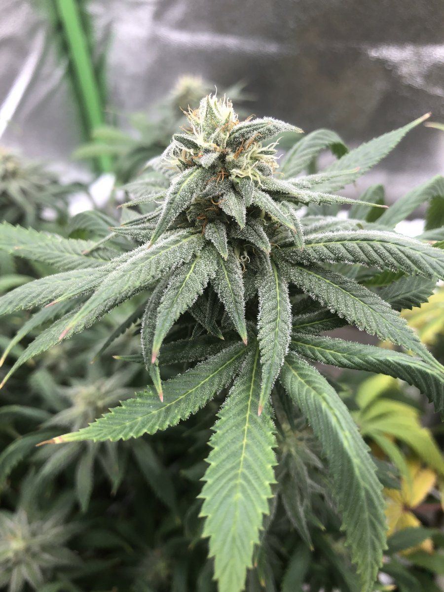 SC close up week 6