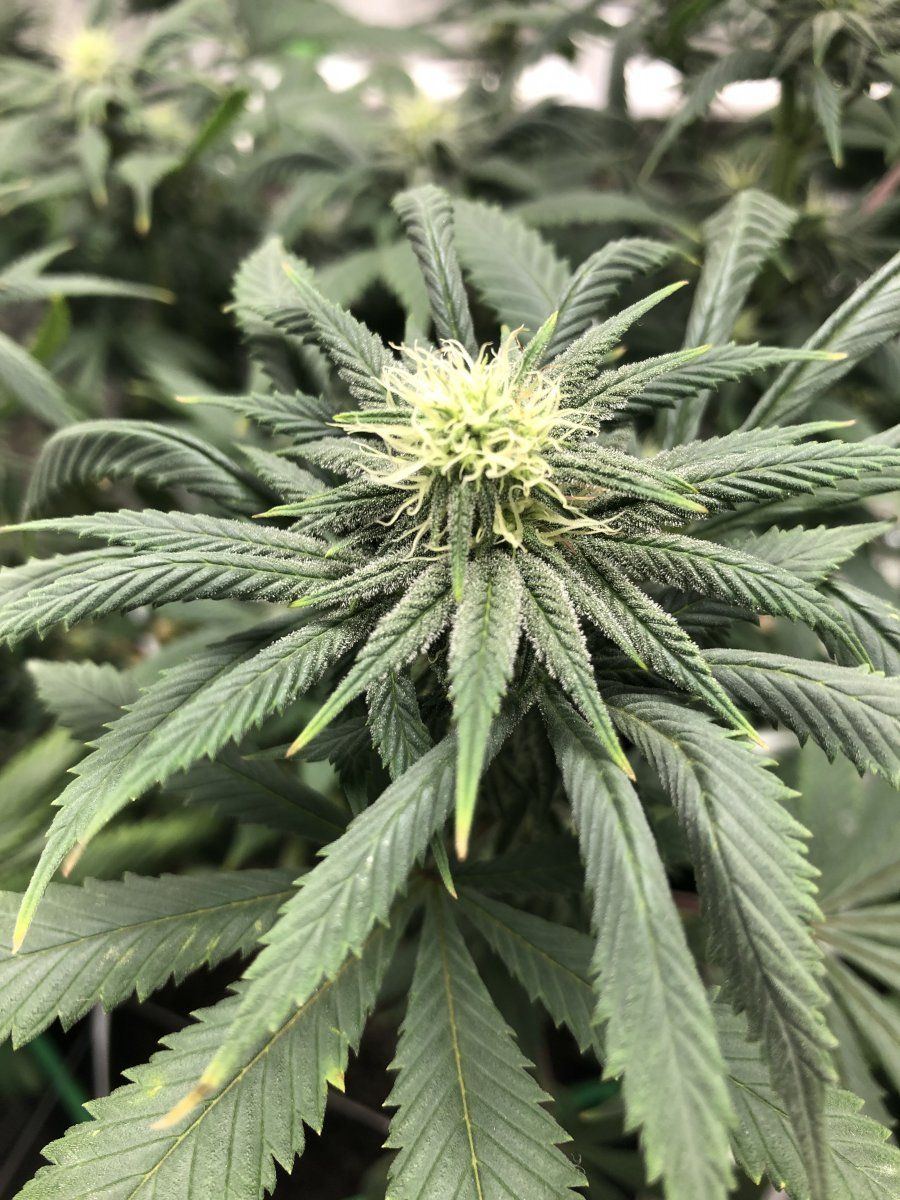 SC closue up week 4
