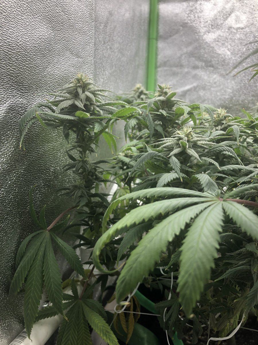 SC crappy week 6 flower