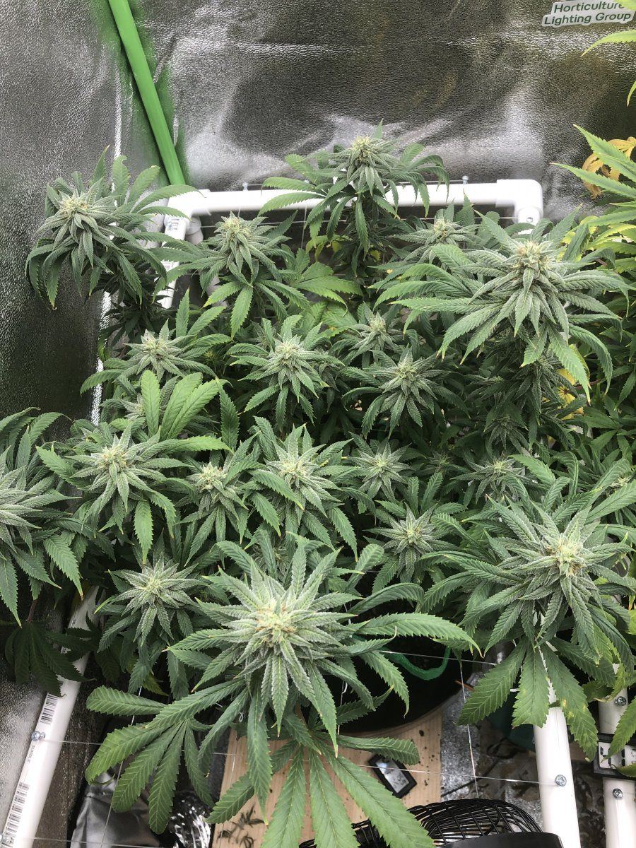 SC far away week 6 flower