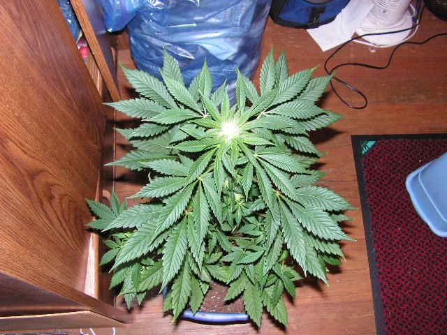 SC LEMON LARRY X ALIEN KUSH