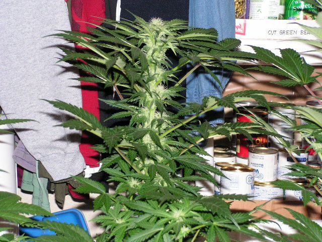 SCLL COLA