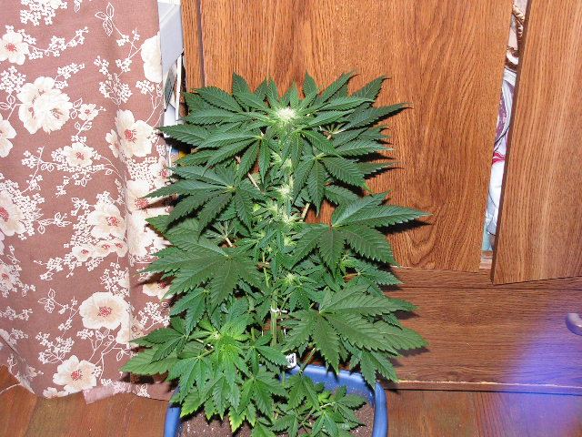 SC LL X ALIEN KUSH