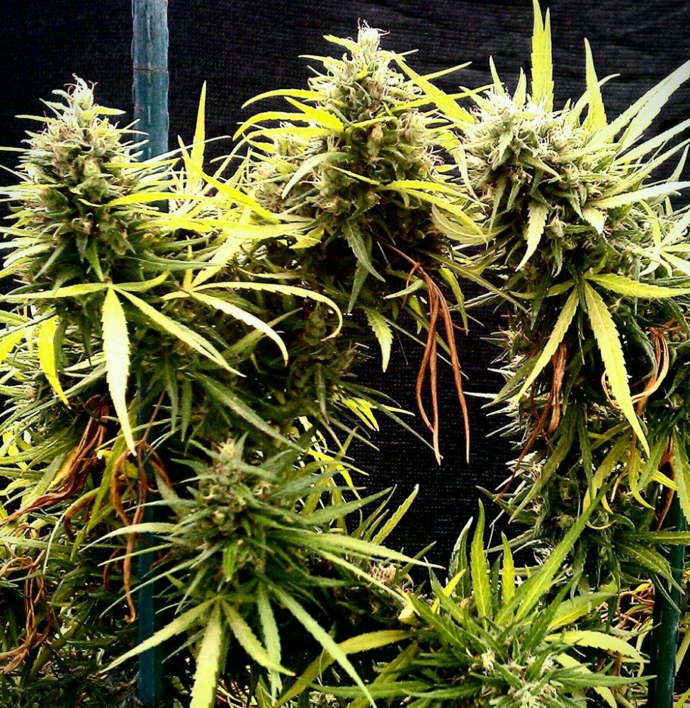 SC multi tops  88days