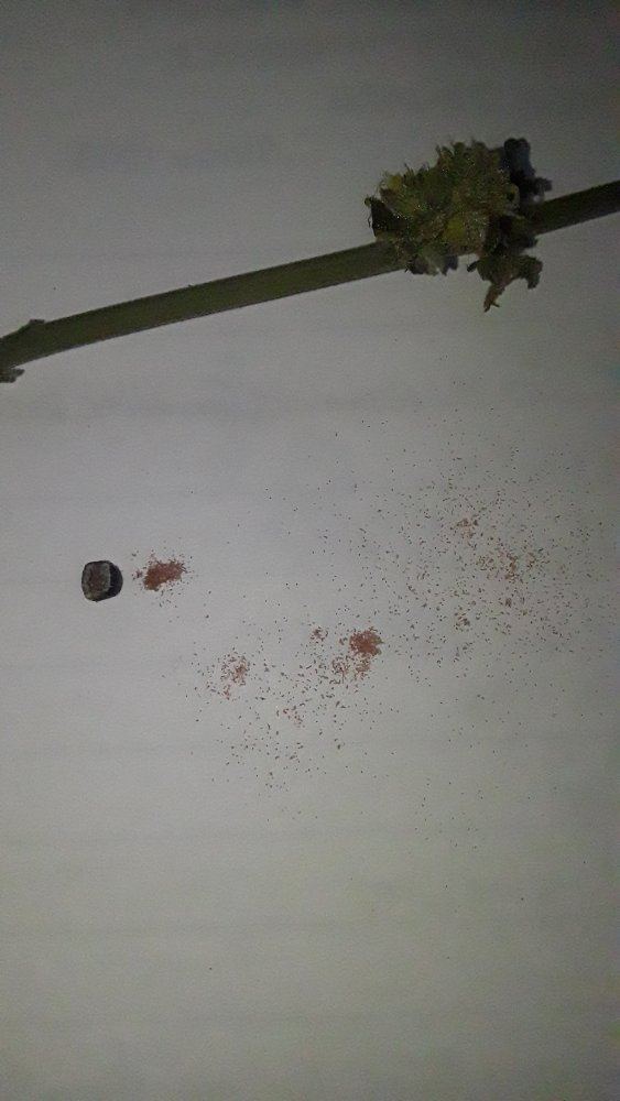Scale bugs on weed 3