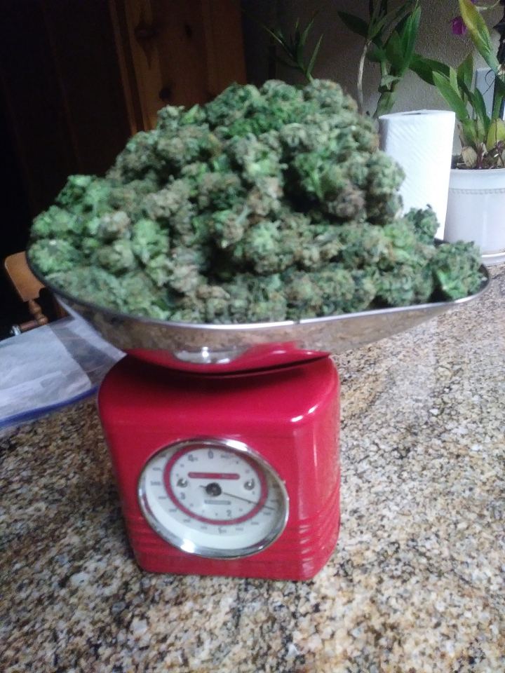 Scale