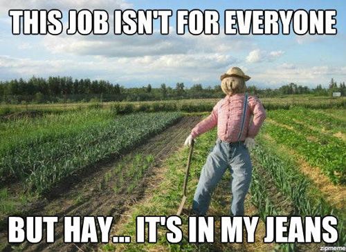 Scarecrow meme hay its in my jeans