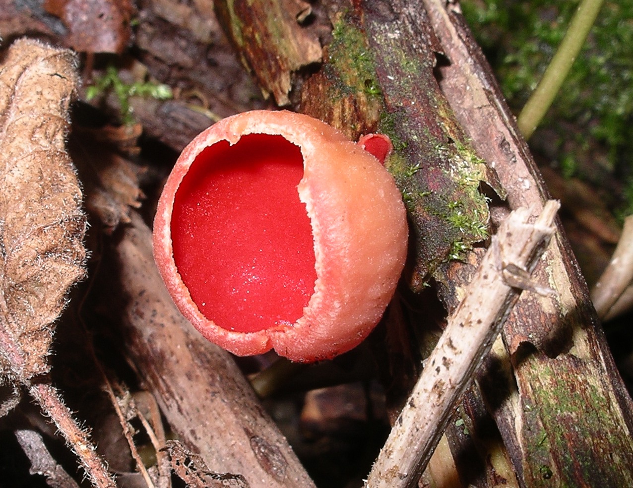 Scarlet elf cap cadnant dingle