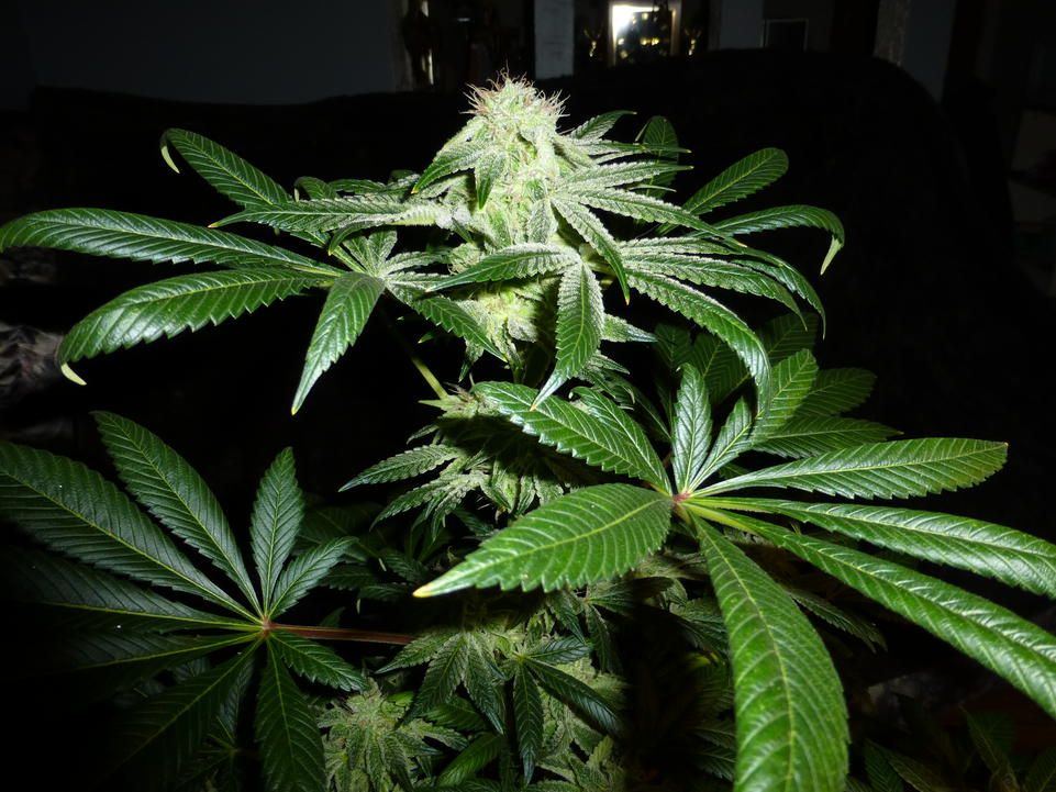 SCDC X Blueberry 1