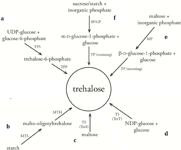 Schematic representation of biocatalytic pathways for trehalose synthesis The