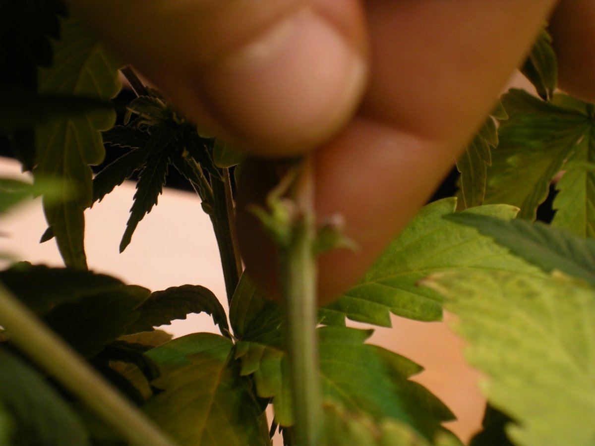 Schrom odd growth possible hermie pollen sacks with pistils 3