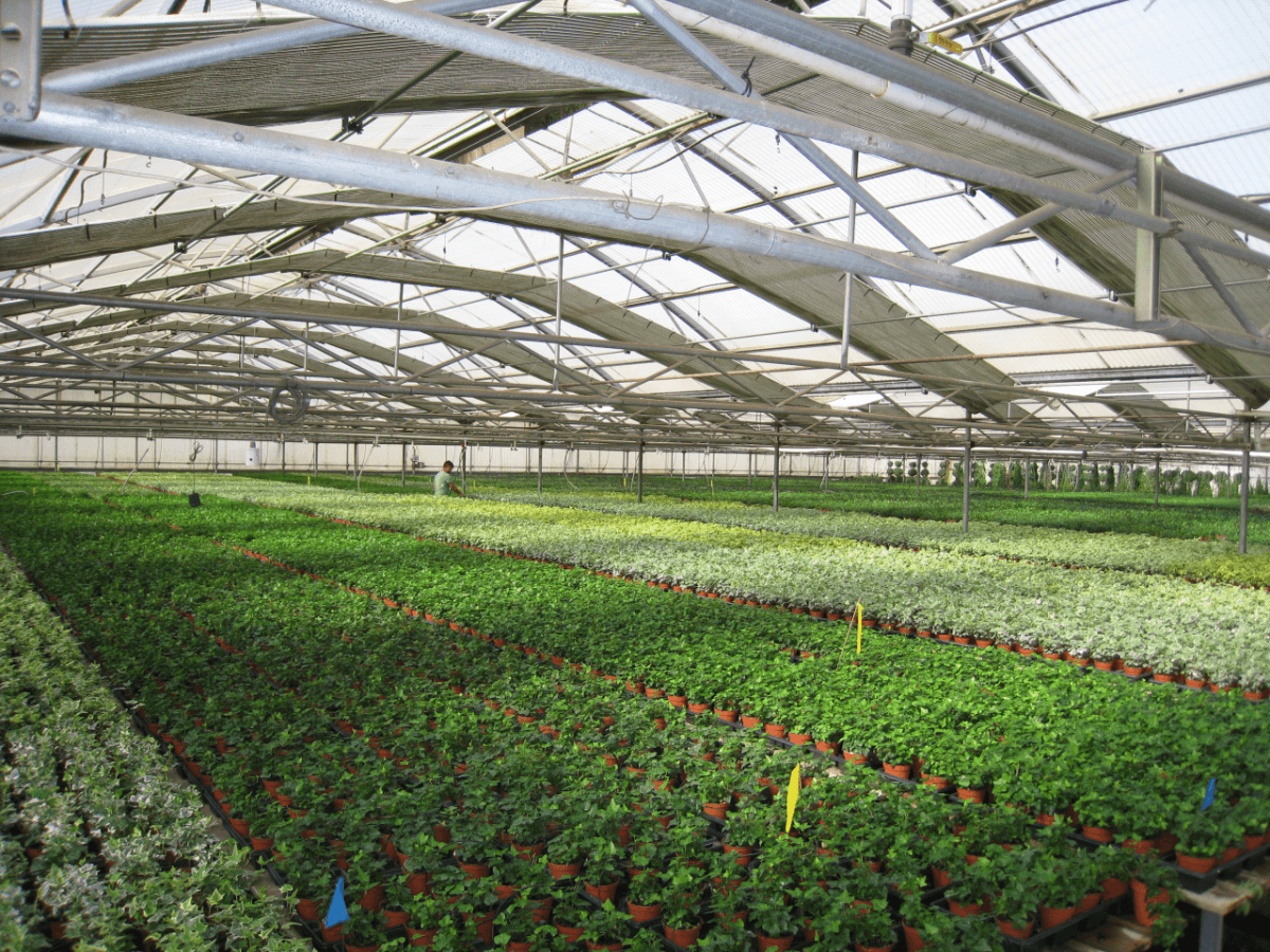 Schuberts Nursery01
