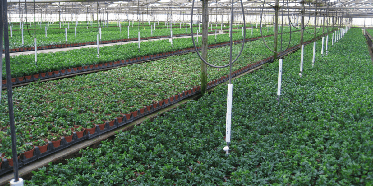 Schuberts Nursery02