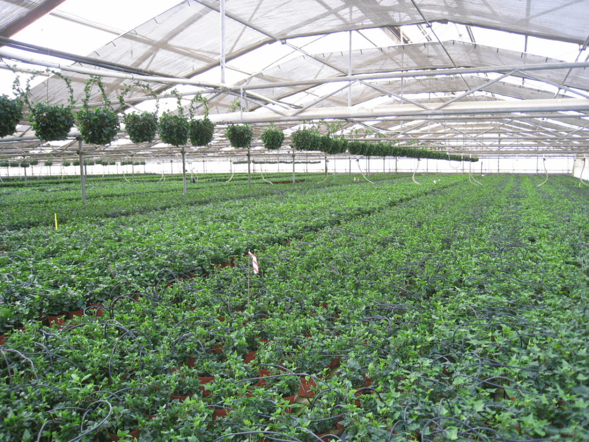 Schuberts Nursery03