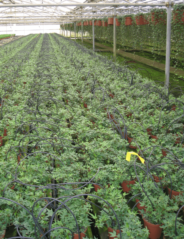 Schuberts Nursery04